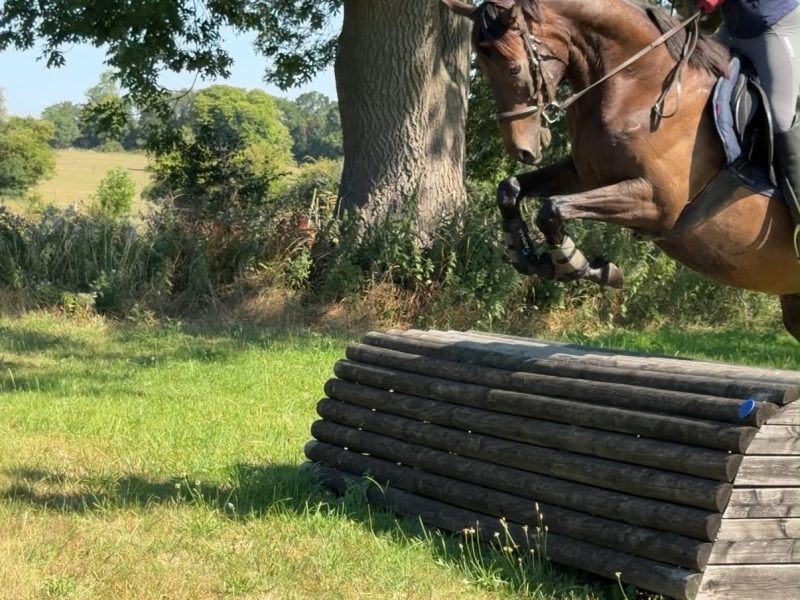Talented 17hh Thoroughbred Gelding for Sale