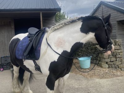 Stunning 5yo Piebald Cob Gelding for Sale