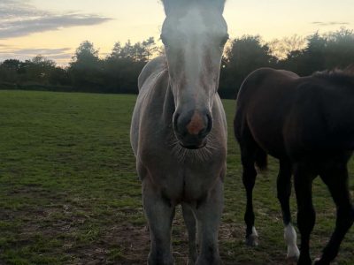 Striking Irish Draught Colt