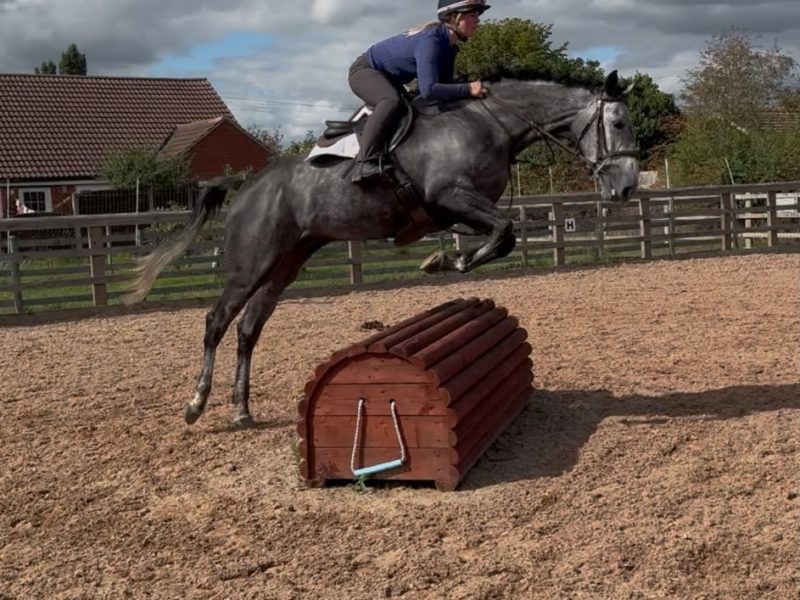 Silver 16hh, 5-Year-Old Steel Grey Mare for Sale