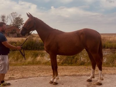 Flashy Irish Draught filly