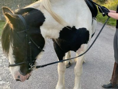 Stunning 5yo Piebald Cob Gelding for Sale
