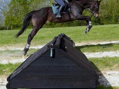 Talented 17hh Thoroughbred Gelding for Sale