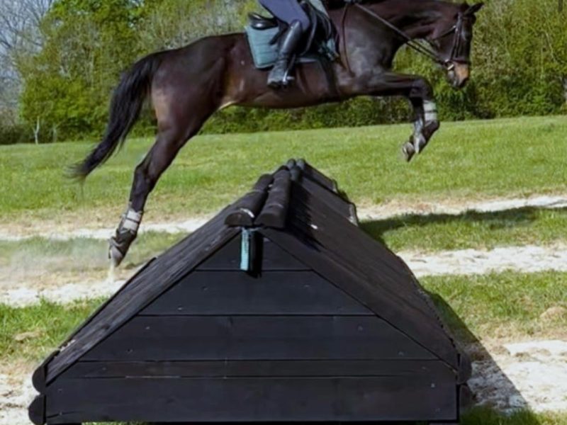 Talented 17hh Thoroughbred Gelding for Sale