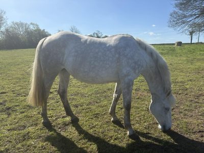 Beautiful Irish Draught Mare