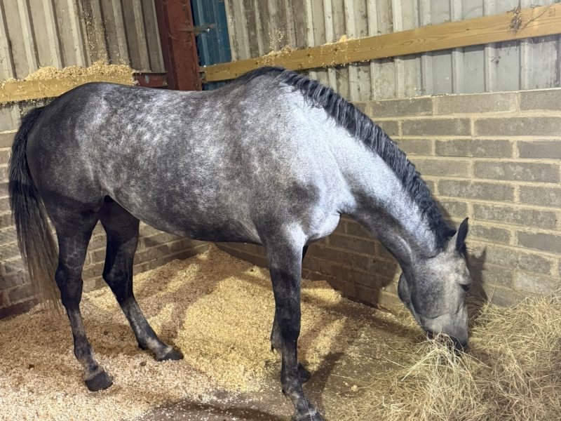 Silver 16hh, 5-Year-Old Steel Grey Mare for Sale