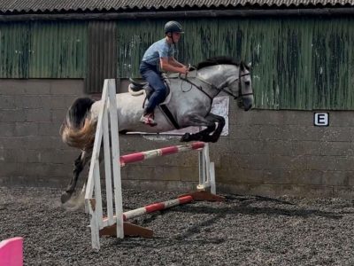 16.1hh 6yo Irish Sport Horse Gelding for Sale