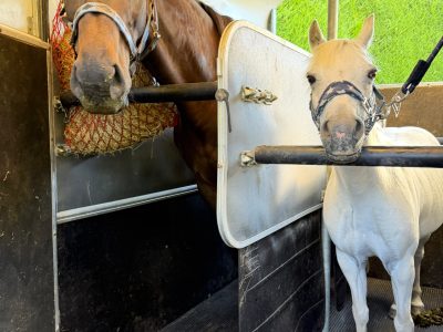 Talented 17hh Thoroughbred Gelding for Sale