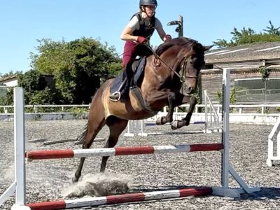 Talented 17hh Thoroughbred Gelding for Sale