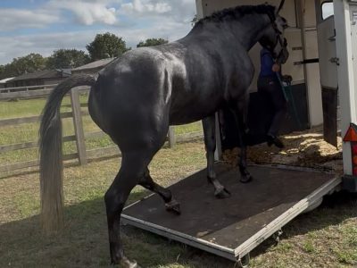 Silver 16hh, 5-Year-Old Steel Grey Mare for Sale