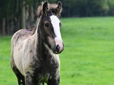 Stunning Clydesdale x cob colt