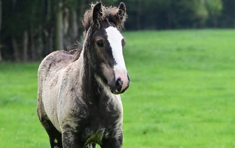 Stunning Clydesdale x cob colt