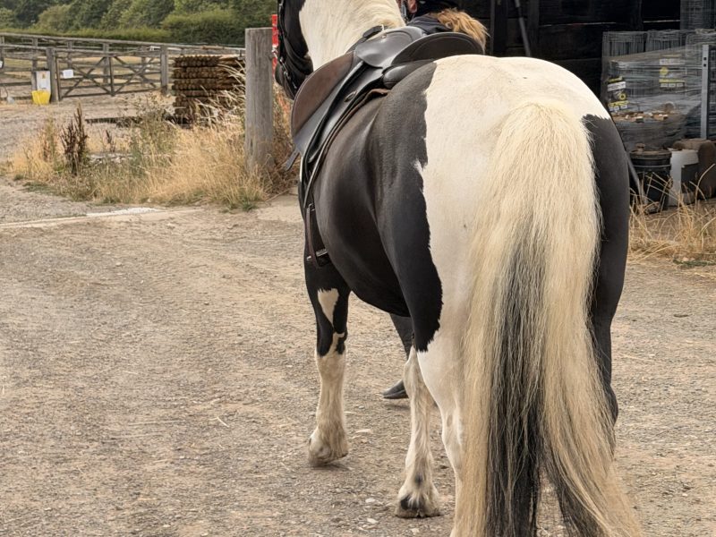 14.2 cob gelding 5 yr old