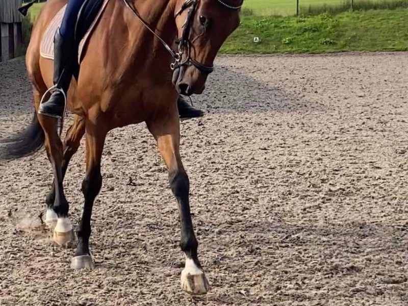 Tb gelding for sale