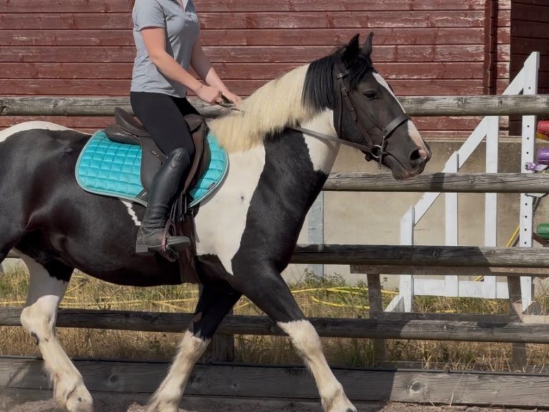 14.2 cob gelding 5 yr old