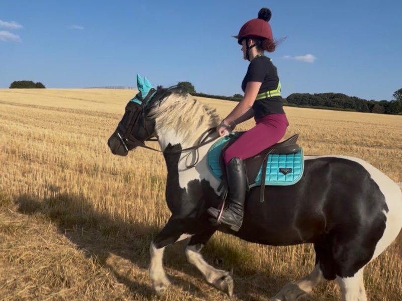 14.2 cob gelding 5 yr old