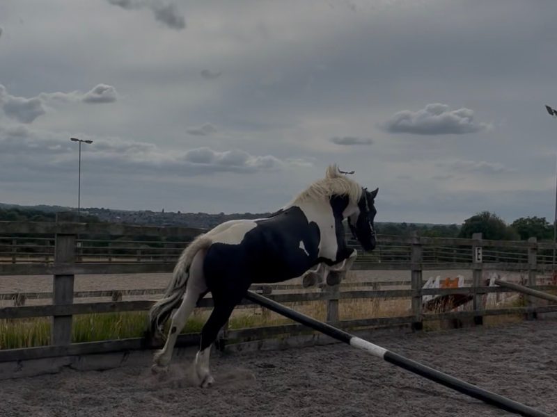 14.2 cob gelding 5 yr old