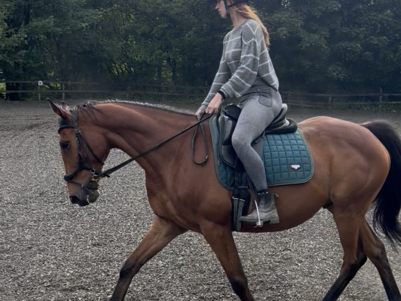 Tb gelding for sale