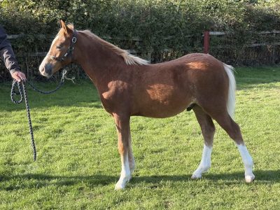 Exciting Welsh Colt for Sale – A Real Blank Canvas