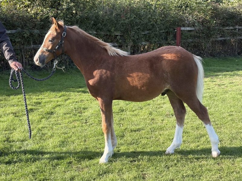 Exciting Welsh Colt for Sale – A Real Blank Canvas