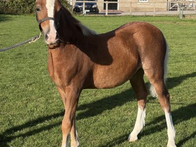 Exciting Welsh Colt for Sale – A Real Blank Canvas