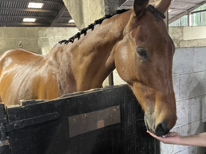 Tb gelding for sale