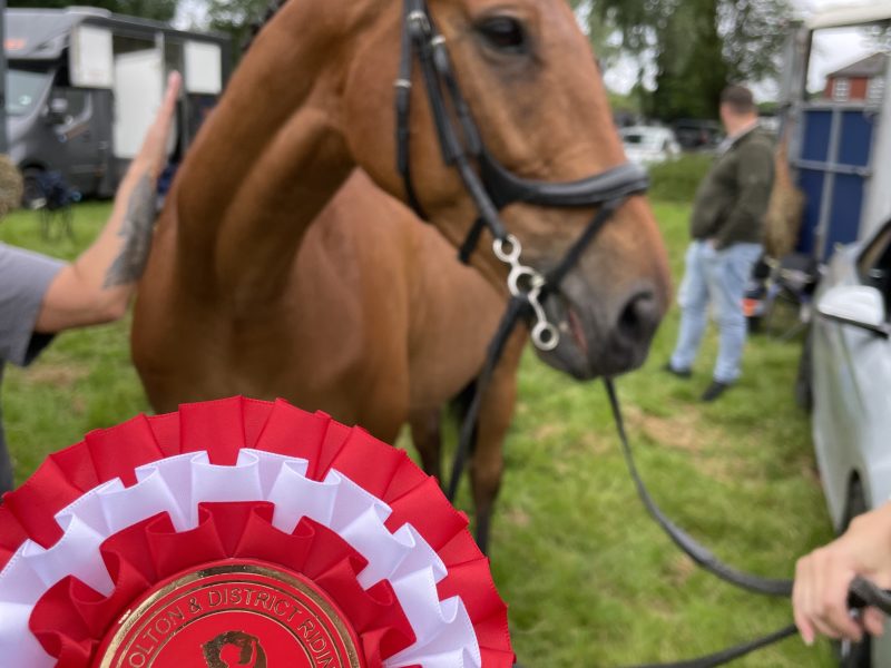 Tb gelding for sale