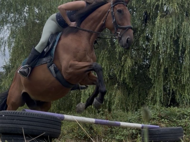 Tb gelding for sale
