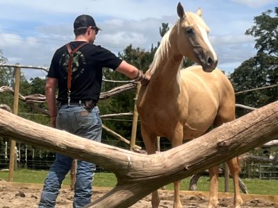Stunning AES registered palomino colt for sale