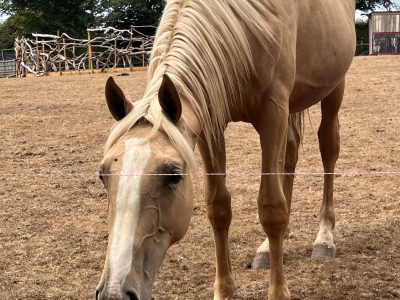 Stunning AES registered palomino colt for sale