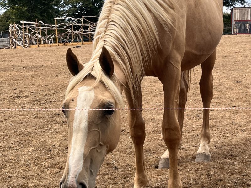 Stunning AES registered palomino colt for sale