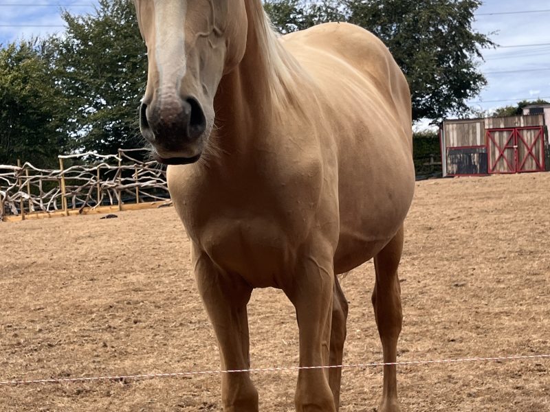 Stunning AES registered palomino colt for sale
