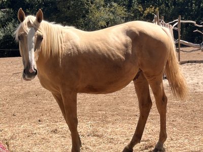Stunning AES registered palomino colt for sale