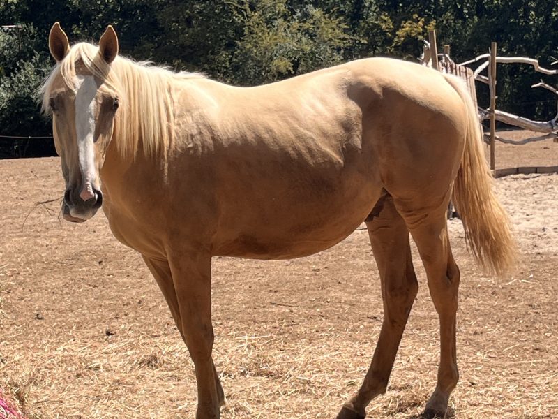 Stunning AES registered palomino colt for sale