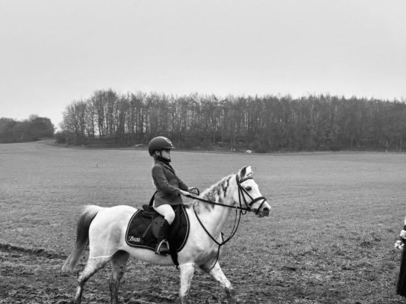 13hh registered Welsh 11 year old mare for sale