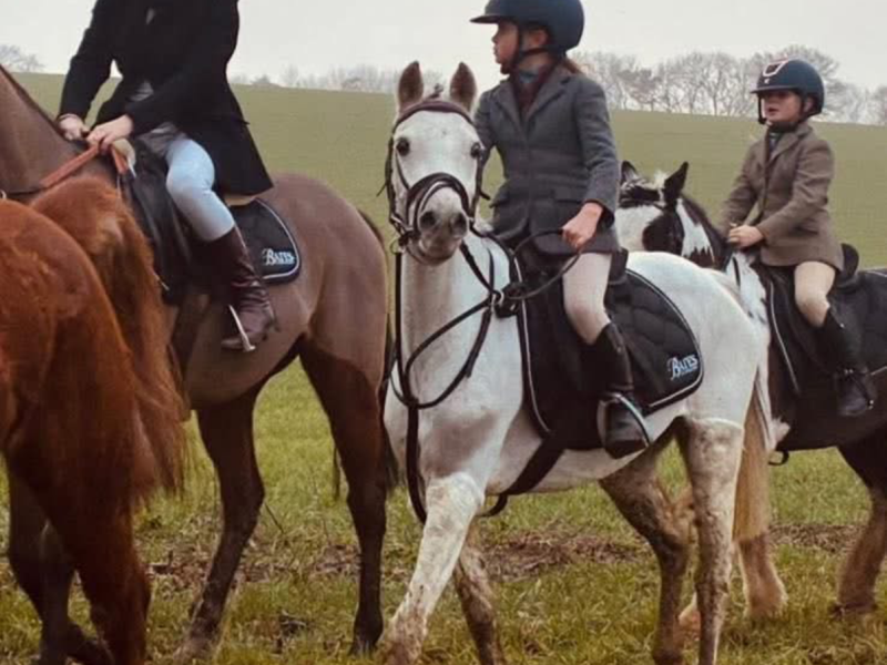 13hh registered Welsh 11 year old mare for sale