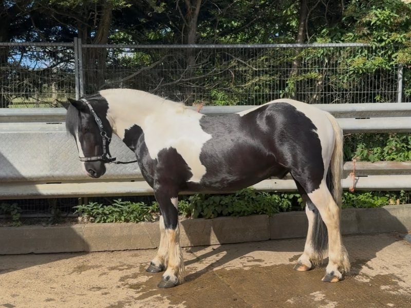 14.2 cob gelding 5 yr old