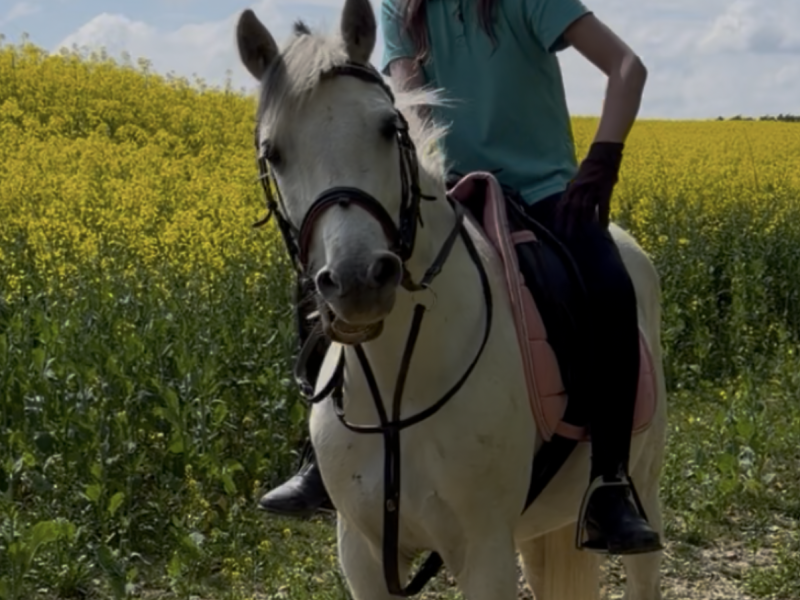 13hh registered Welsh 11 year old mare for sale