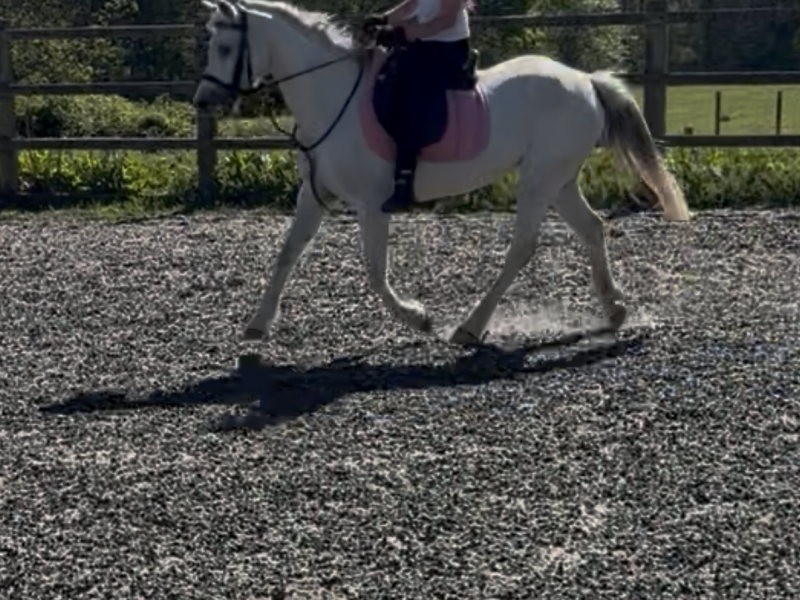 13hh registered Welsh 11 year old mare for sale