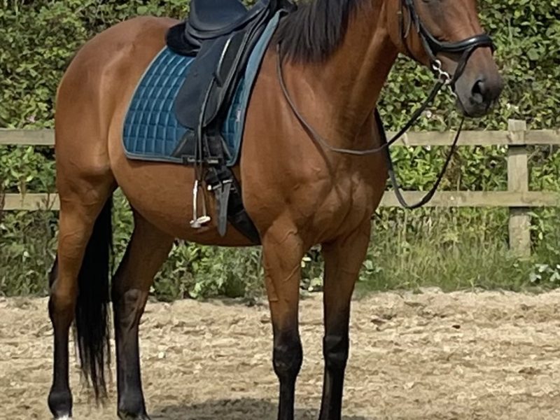 Tb gelding for sale