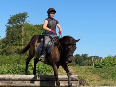Talented 17hh Thoroughbred Gelding for Sale