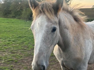 Sweet Irish Draught Colt