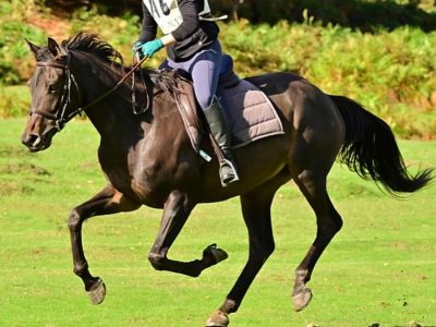 Talented 17hh Thoroughbred Gelding for Sale