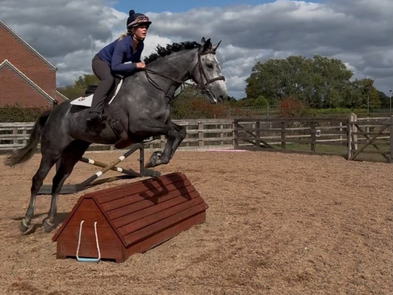 Silver 16hh, 5-Year-Old Steel Grey Mare for Sale