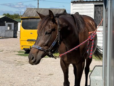 Talented 17hh Thoroughbred Gelding for Sale