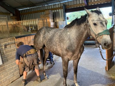 Silver 16hh, 5-Year-Old Steel Grey Mare for Sale