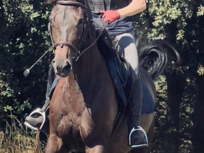 Talented 17hh Thoroughbred Gelding for Sale