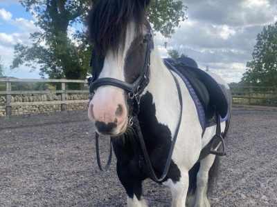 Stunning 5yo Piebald Cob Gelding for Sale