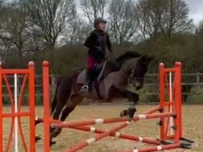 Talented 17hh Thoroughbred Gelding for Sale