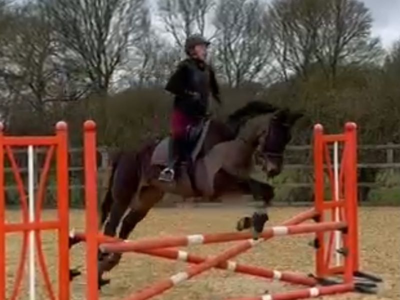 Talented 17hh Thoroughbred Gelding for Sale